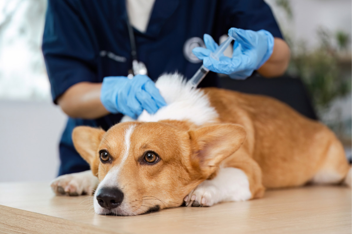 Veterinary technician vaccinating a golden retriever